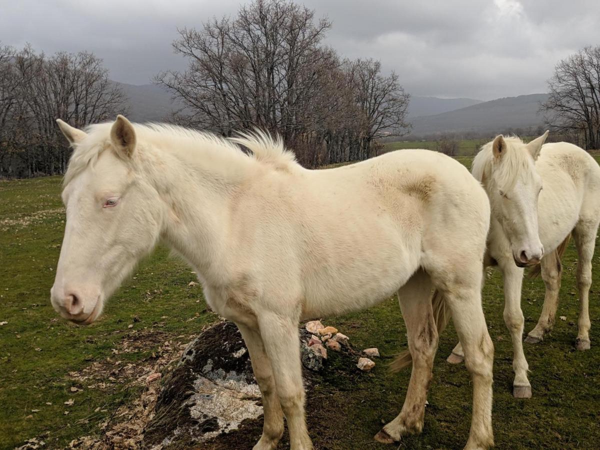 Casa Rural Fuente Del Arca Montejo Montejo de la Sierra Εξωτερικό φωτογραφία